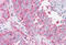 NIMA Related Kinase 6 antibody, MBS243861, MyBioSource, Immunohistochemistry frozen image 