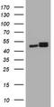 SERPINE1 MRNA Binding Protein 1 antibody, TA800689, Origene, Western Blot image 