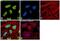 Histone H3 antibody, PA5-17420, Invitrogen Antibodies, Immunofluorescence image 