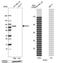 Extracellular Matrix Protein 1 antibody, NBP1-87449, Novus Biologicals, Western Blot image 