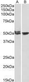 MON1 Homolog A, Secretory Trafficking Associated antibody, LS-C112925, Lifespan Biosciences, Western Blot image 