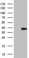 RPA Interacting Protein antibody, TA810499, Origene, Western Blot image 