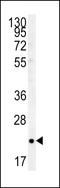 Ras-like protein TC10 antibody, LS-C161758, Lifespan Biosciences, Western Blot image 