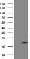 Zinc Finger Protein 69 antibody, MA5-26960, Invitrogen Antibodies, Western Blot image 