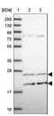 Nudix Hydrolase 16 Like 1 antibody, NBP1-92209, Novus Biologicals, Western Blot image 