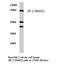 Mitogen-Activated Protein Kinase 8 Interacting Protein 2 antibody, AP06724PU-N, Origene, Western Blot image 