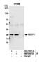 Receptor Accessory Protein 3 antibody, NBP2-60723, Novus Biologicals, Western Blot image 