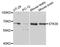 STE20/SPS1-related proline-alanine-rich protein kinase antibody, A7974, ABclonal Technology, Western Blot image 