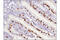 CD3 antibody, 99940S, Cell Signaling Technology, Immunohistochemistry frozen image 