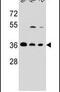 F-Box Protein 2 antibody, PA5-23718, Invitrogen Antibodies, Western Blot image 