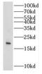 Interleukin 9 antibody, FNab04286, FineTest, Western Blot image 