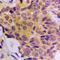 CDK5 Regulatory Subunit Associated Protein 3 antibody, LS-C354203, Lifespan Biosciences, Immunohistochemistry paraffin image 