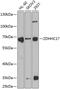 Zinc Finger DHHC-Type Containing 17 antibody, 22-490, ProSci, Western Blot image 