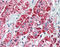 60 kDa heat shock protein, mitochondrial antibody, ADI-SPA-806-D, Enzo Life Sciences, Immunohistochemistry paraffin image 