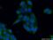 Protein Tyrosine Phosphatase Non-Receptor Type 23 antibody, 10472-1-AP, Proteintech Group, Immunofluorescence image 