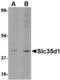 UDP-glucuronic acid/UDP-N-acetylgalactosamine transporter antibody, A11935-1, Boster Biological Technology, Western Blot image 