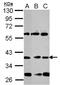 Neuronal Differentiation 1 antibody, NBP2-19519, Novus Biologicals, Western Blot image 
