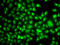 Transducin Beta Like 1 X-Linked Receptor 1 antibody, 14-990, ProSci, Immunofluorescence image 