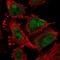 ATR Serine/Threonine Kinase antibody, HPA054320, Atlas Antibodies, Immunofluorescence image 