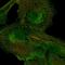5'-Nucleotidase Ecto antibody, HPA017357, Atlas Antibodies, Immunocytochemistry image 
