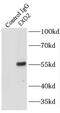 Exonuclease 3'-5' Domain Containing 2 antibody, FNab02890, FineTest, Immunoprecipitation image 