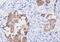 Fas Associated Via Death Domain antibody, NBP1-04288, Novus Biologicals, Immunohistochemistry frozen image 