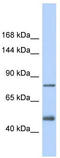 LDLR antibody, TA335244, Origene, Western Blot image 