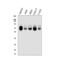 Tripartite Motif Containing 25 antibody, A03232-1, Boster Biological Technology, Western Blot image 