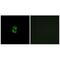 Ribosomal Protein L39 antibody, A10219, Boster Biological Technology, Immunofluorescence image 