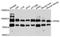 G Elongation Factor Mitochondrial 2 antibody, STJ112197, St John