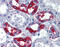 CDw75 antibody, 51-287, ProSci, Immunohistochemistry paraffin image 