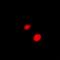 PCNA antibody, orb341496, Biorbyt, Immunofluorescence image 
