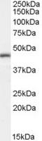 Interleukin enhancer-binding factor 2 antibody, TA303236, Origene, Western Blot image 