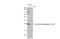 Rac Family Small GTPase 1 antibody, GTX03257, GeneTex, Western Blot image 