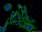 NAF-1 antibody, 66082-1-Ig, Proteintech Group, Immunofluorescence image 