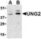 Cyclin O antibody, TA306334, Origene, Western Blot image 