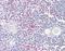 Lipopolysaccharide-induced tumor necrosis factor-alpha factor antibody, orb95828, Biorbyt, Immunohistochemistry paraffin image 