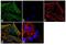 Laminin Subunit Gamma 3 antibody, 711319, Invitrogen Antibodies, Immunofluorescence image 