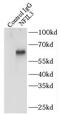 Nuclear Factor, Interleukin 3 Regulated antibody, FNab05700, FineTest, Immunoprecipitation image 