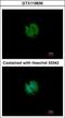 Cation Channel Sperm Associated Auxiliary Subunit Beta antibody, GTX119836, GeneTex, Immunofluorescence image 