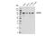 BCAR3 Adaptor Protein, NSP Family Member antibody, 24032S, Cell Signaling Technology, Western Blot image 