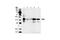 CRK Like Proto-Oncogene, Adaptor Protein antibody, 3182S, Cell Signaling Technology, Western Blot image 