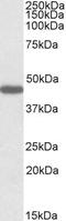 Prokineticin Receptor 2 antibody, GTX88302, GeneTex, Western Blot image 