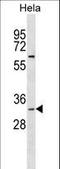 PIP antibody, LS-C156850, Lifespan Biosciences, Western Blot image 