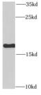Ribosomal Protein Lateral Stalk Subunit P1 antibody, FNab07449, FineTest, Western Blot image 