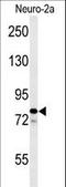 Family With Sequence Similarity 91 Member A1 antibody, LS-C167893, Lifespan Biosciences, Western Blot image 