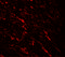 Histone acetyltransferase KAT5 antibody, 7339, ProSci Inc, Immunofluorescence image 