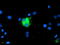 Carboxypeptidase A1 antibody, TA504522, Origene, Immunofluorescence image 