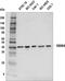RNA-binding protein 4 antibody, 50703S, Cell Signaling Technology, Western Blot image 
