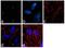 CEP215 antibody, 711426, Invitrogen Antibodies, Immunofluorescence image 